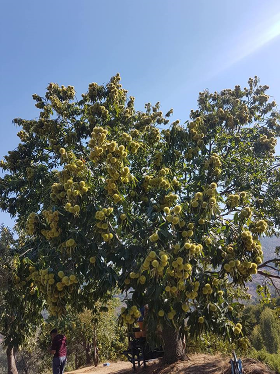 MARAVAL KESTANE FİDANI